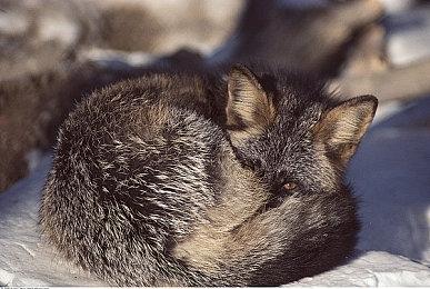 《暗黑破坏神4》传奇装备遗失找回功能 受玩家喜爱